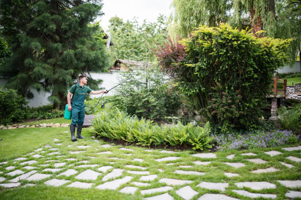 Best Ant Control Services  in Addison, TX
