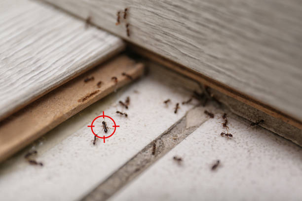 Best Mosquito Control Services  in Addison, TX