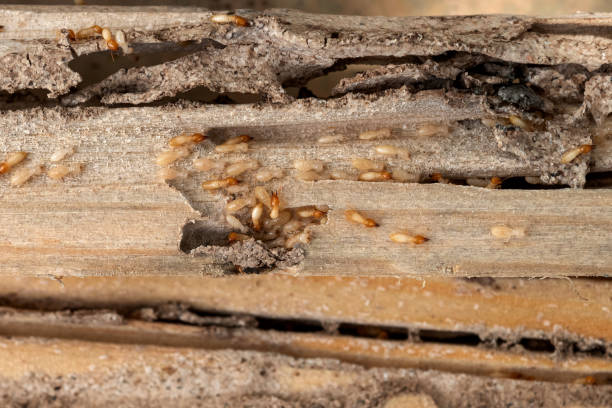 Best Cockroach Control Services  in Addison, TX