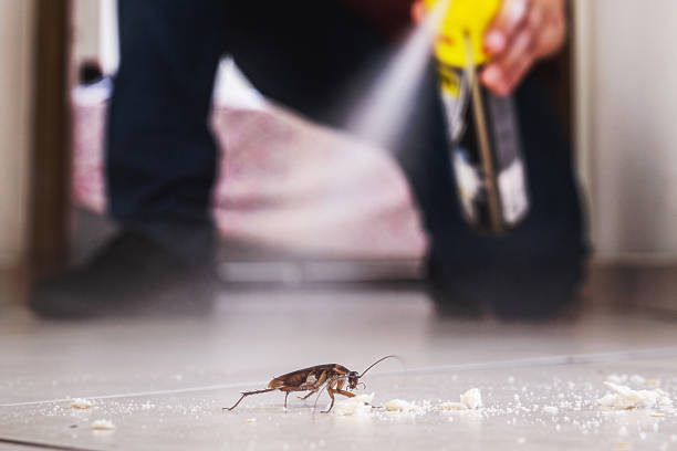 Best Local Pest Control Services  in Addison, TX